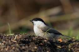 Sýkora lužní  ( Parus montanus )