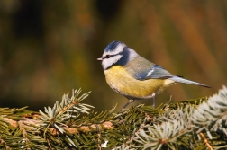 Sýkora modřinka  (  Parus careuleus )