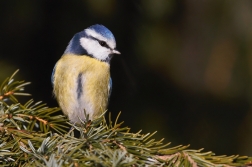 Sýkora modřinka  (  Parus careuleus )