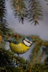 Sýkora modřinka  (  Parus careuleus )