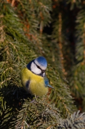 Sýkora modřinka  (  Parus careuleus )