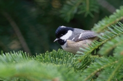 Sýkora uhelníček ( Parus ater )