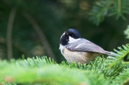 Sýkora uhelníček ( Parus ater )