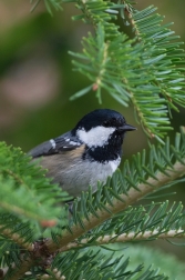 Sýkora uhelníček ( Parus ater )