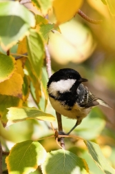 Sýkora uhelníček ( Parus ater )