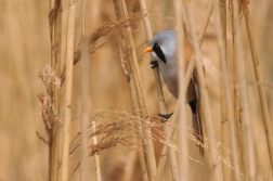 Sýkořice vousatá ( Panurus biarmicus )