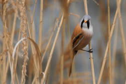 Sýkořice vousatá ( Panurus biarmicus )