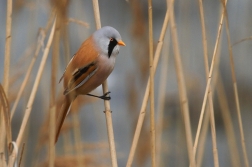 Sýkořice vousatá ( Panurus biarmicus )