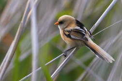 Sýkořice vousatá ( Panurus biarmicus )