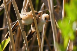 Sýkořice vousatá ( Panurus biarmicus )