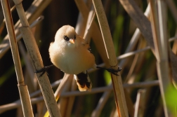 Sýkořice vousatá ( Panurus biarmicus )