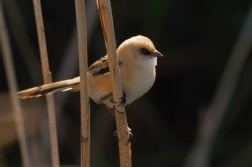 Sýkořice vousatá ( Panurus biarmicus )