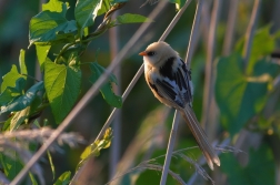 Sýkořice vousatá ( Panurus biarmicus )