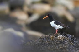 Ústřičník velký  ( Haematopus...