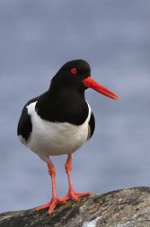 Ústřičník velký  ( Haematopus...