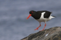 Ústřičník velký  ( Haematopus...