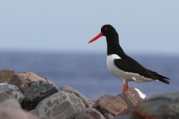 Ústřičník velký  ( Haematopus...