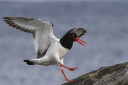 Ústřičník velký  ( Haematopus...