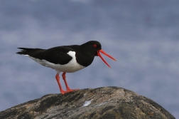 Ústřičník velký  ( Haematopus...