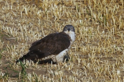 Včelojed lesní  (Pernis apivorus )