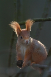 Veverka obecná  ( Sciurus vulgaris )