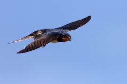 Vlaštovka obecná  ( Hirundo rustica )