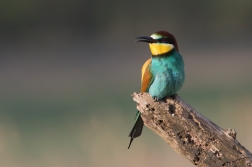 Vlha pestrá  ( Merops apiaster )