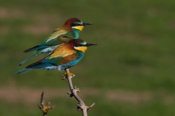 Vlha pestrá  ( Merops apiaster )