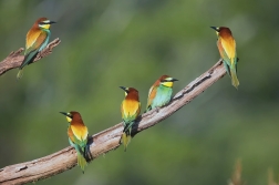 Vlha pestrá  ( Merops apiaster )