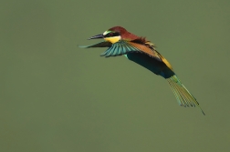 Vlha pestrá  ( Merops apiaster )