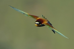 Vlha pestrá  ( Merops apiaster )