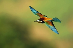 Vlha pestrá  ( Merops apiaster )