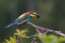 Vlha pestrá  ( Merops apiaster )