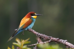 Vlha pestrá  ( Merops apiaster )