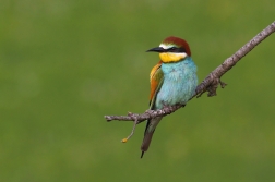 Vlha pestrá  ( Merops apiaster )