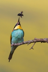 Vlha pestrá  ( Merops apiaster )