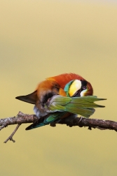 Vlha pestrá  ( Merops apiaster )