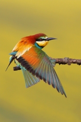 Vlha pestrá  ( Merops apiaster )