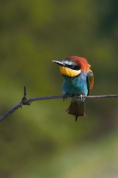 Vlha pestrá  ( Merops apiaster )