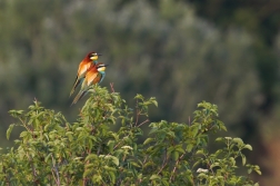 Vlha pestrá  ( Merops apiaster )