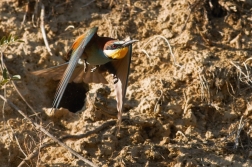 Vlha pestrá  ( Merops apiastr )