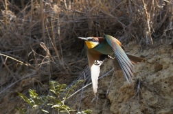 Vlha pestrá  ( Merops apiastr )