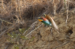 Vlha pestrá  ( Merops apiastr )