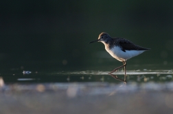 Vodouš kropenatý  ( Tringa ochropus )