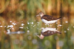 Vodouš kropenatý  ( Tringa ochropus )