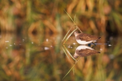 Vodouš kropenatý  ( Tringa ochropus )