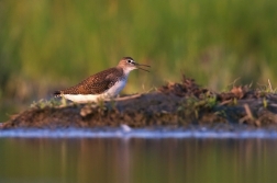 Vodouš kropenatý ( Tringa ochropus )