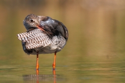 Vodouš rudonohý  ( Tringa totanus )