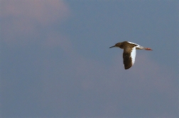 Vodouš rudonohý  ( Tringa totanus )