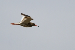 Vodouš rudonohý  ( Tringa totanus )